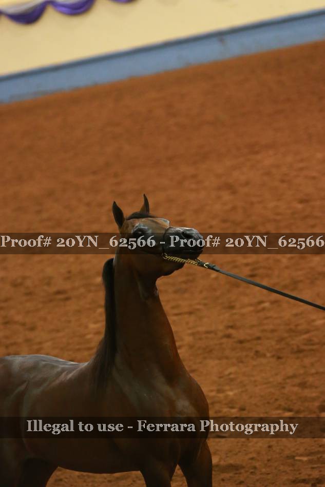 Proof 20YN_62566