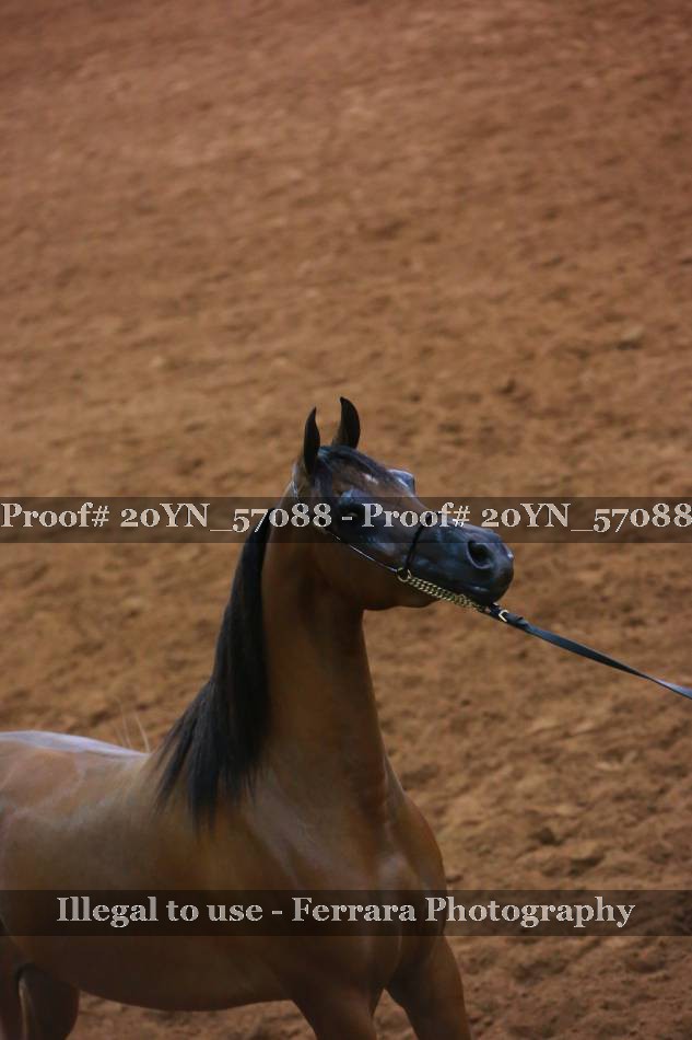 Proof 20YN_57088