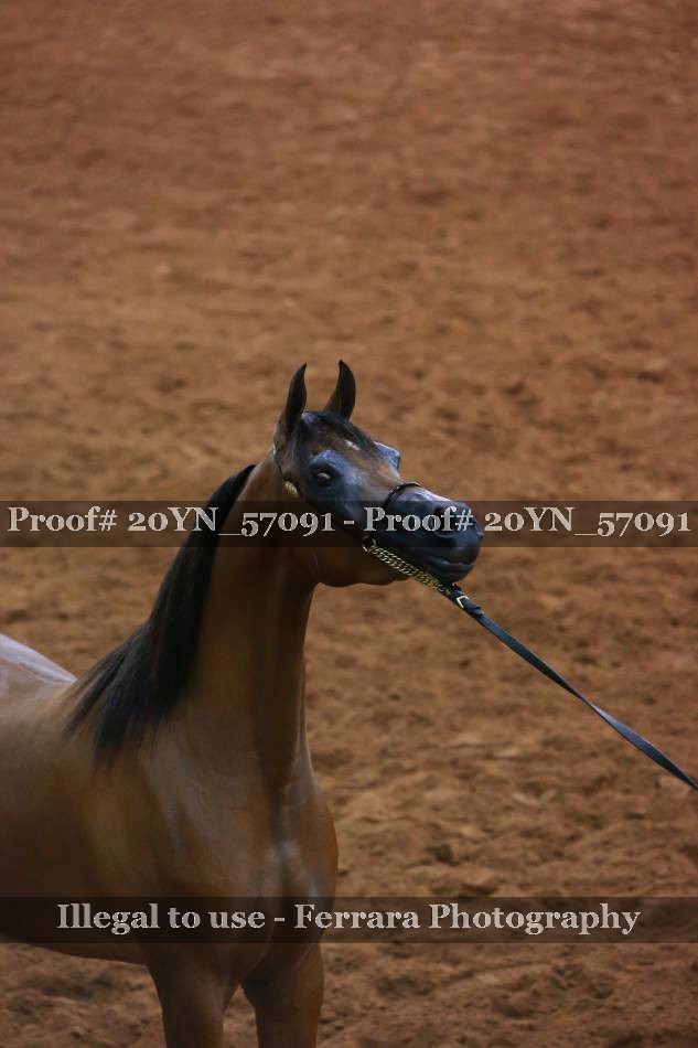 Proof 20YN_57091