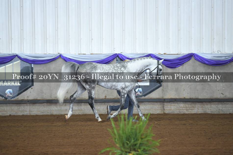 Proof 20YN_31236