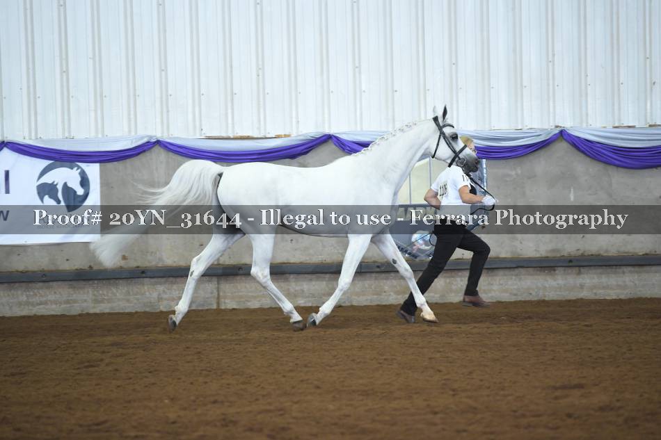 Proof 20YN_31644