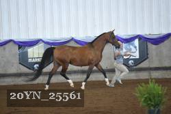 20YN_25561 proof