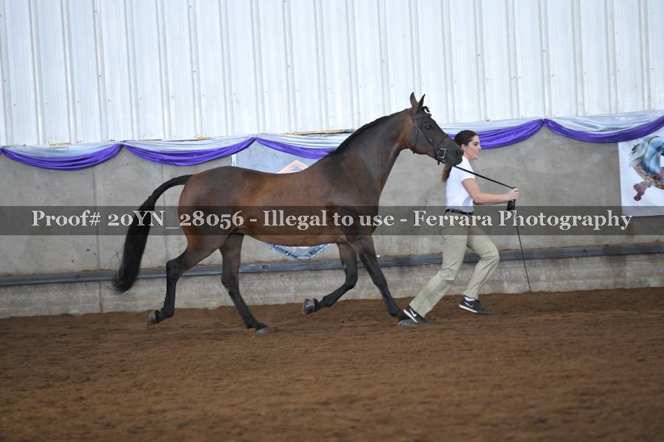 Proof 20YN_28056