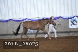 20YN_28075 proof