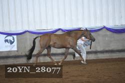 20YN_28077 proof