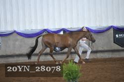20YN_28078 proof