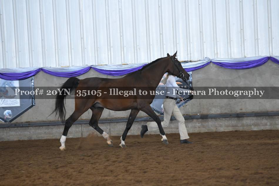 Proof 20YN_35105