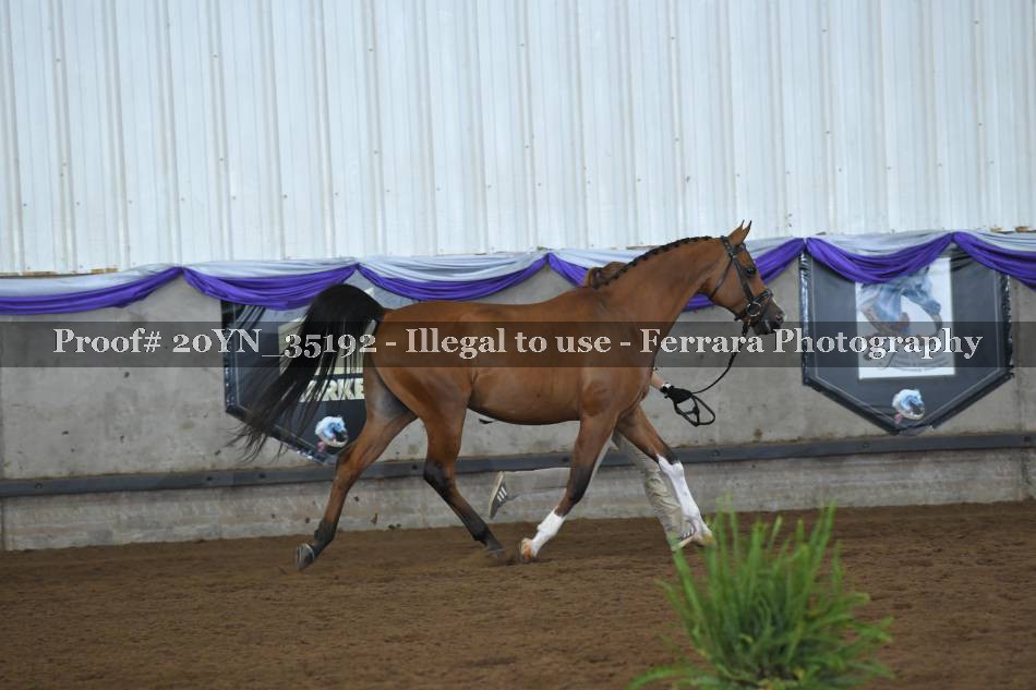 Proof 20YN_35192