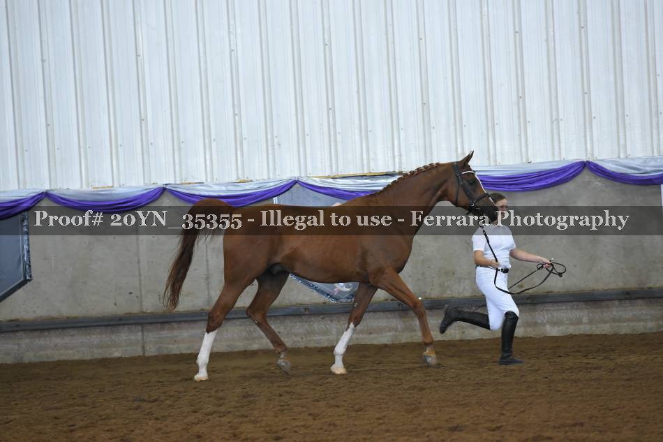 Proof 20YN_35355