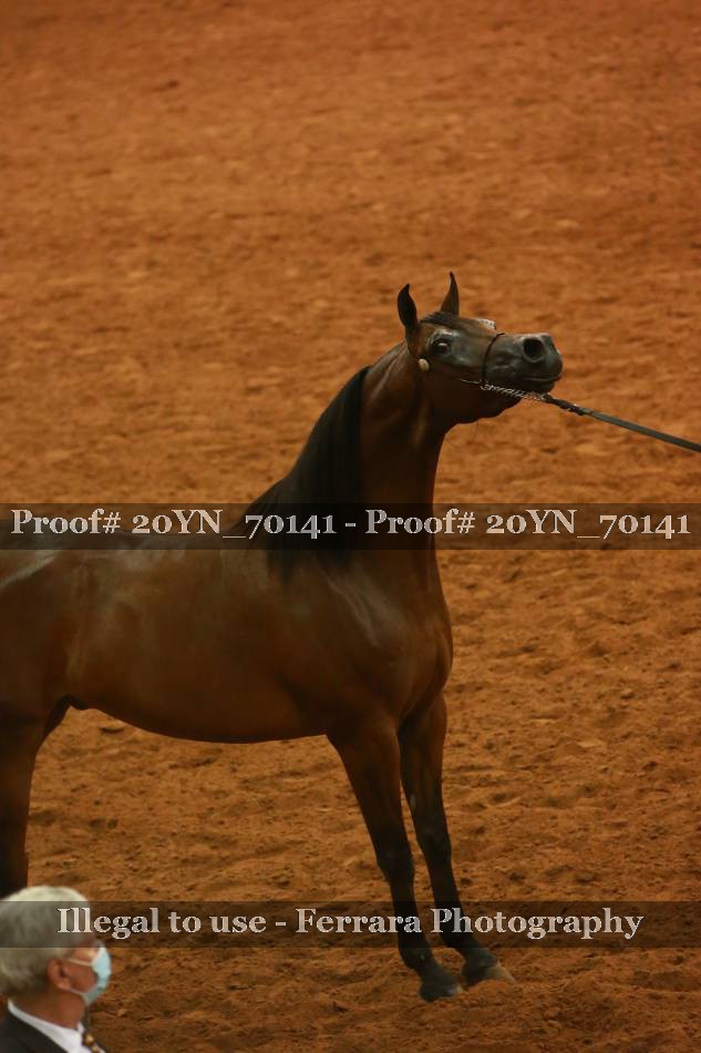 Proof 20YN_70141