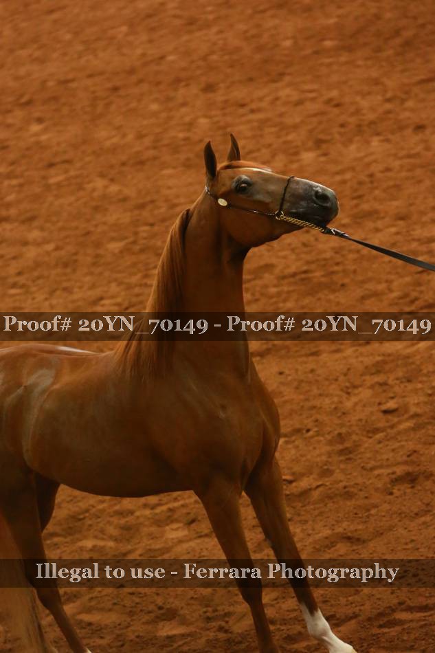 Proof 20YN_70149