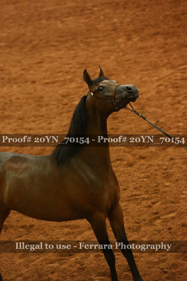 Proof 20YN_70154