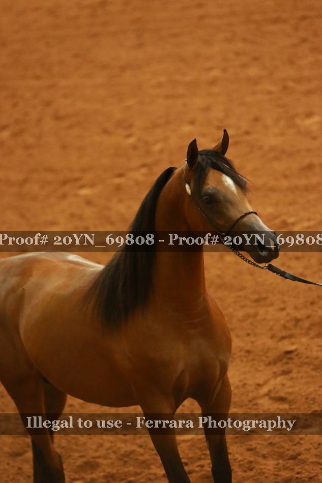 Proof 20YN_69808