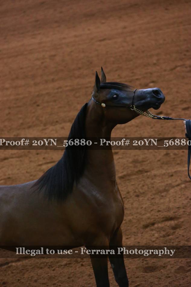 Proof 20YN_56880