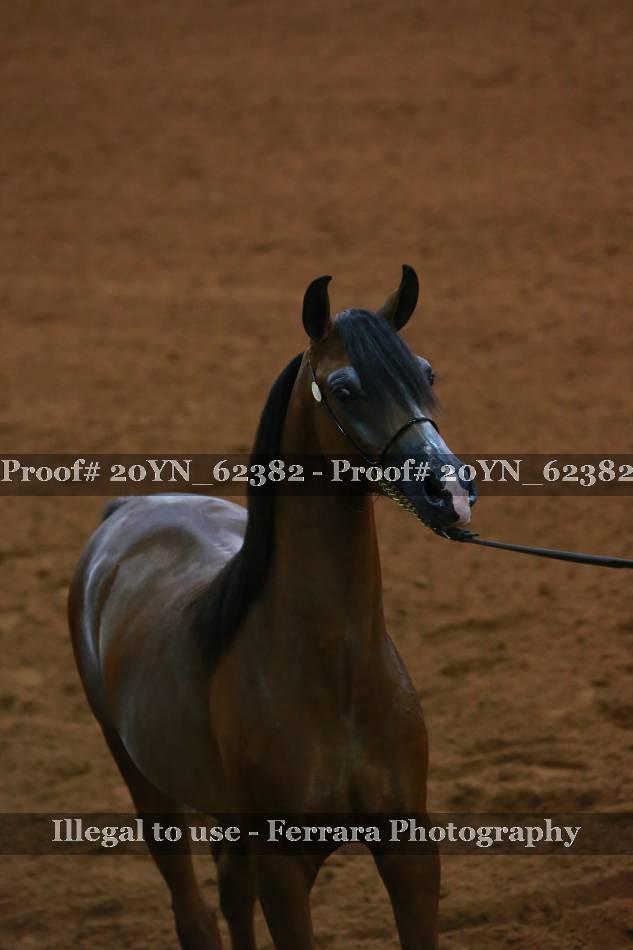 Proof 20YN_62382