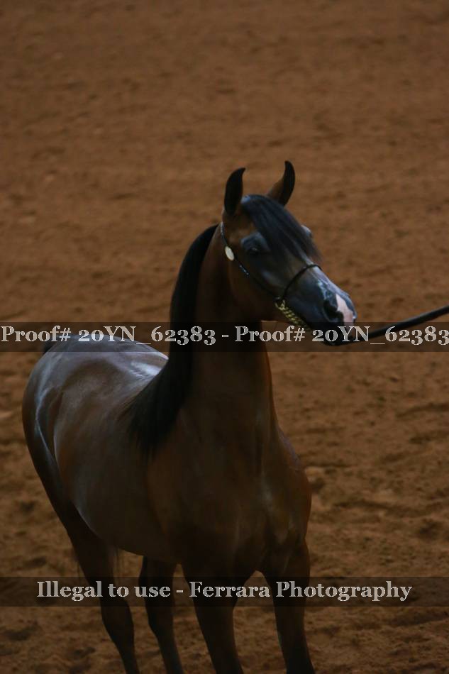 Proof 20YN_62383