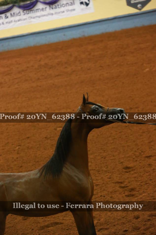 Proof 20YN_62388