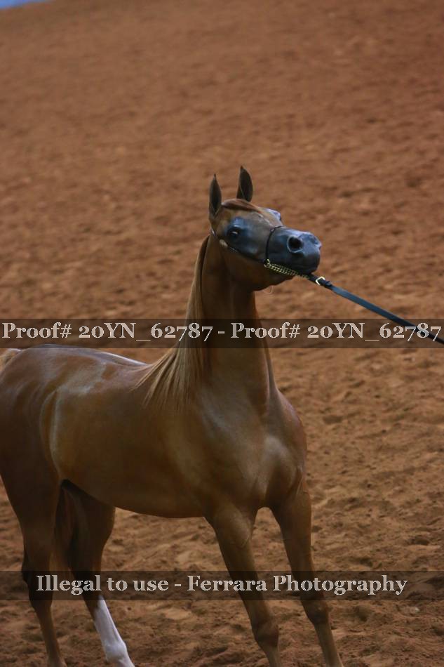 Proof 20YN_62787