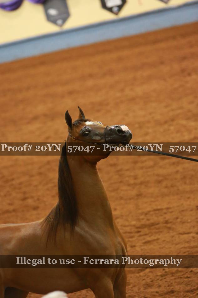 Proof 20YN_57047