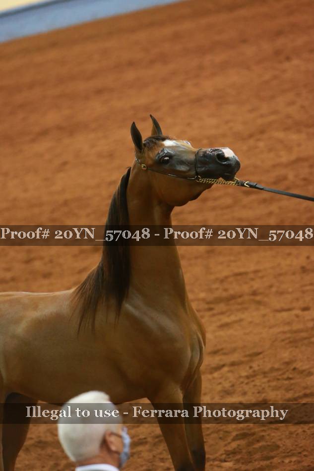 Proof 20YN_57048