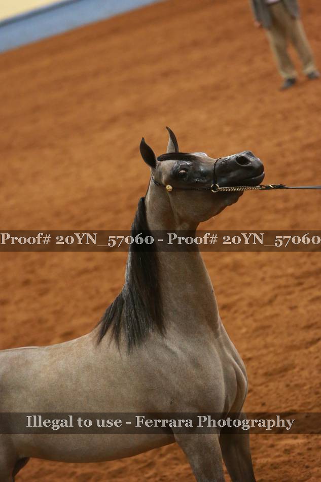 Proof 20YN_57060