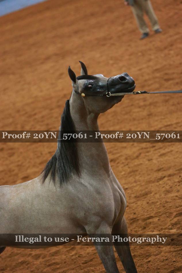 Proof 20YN_57061