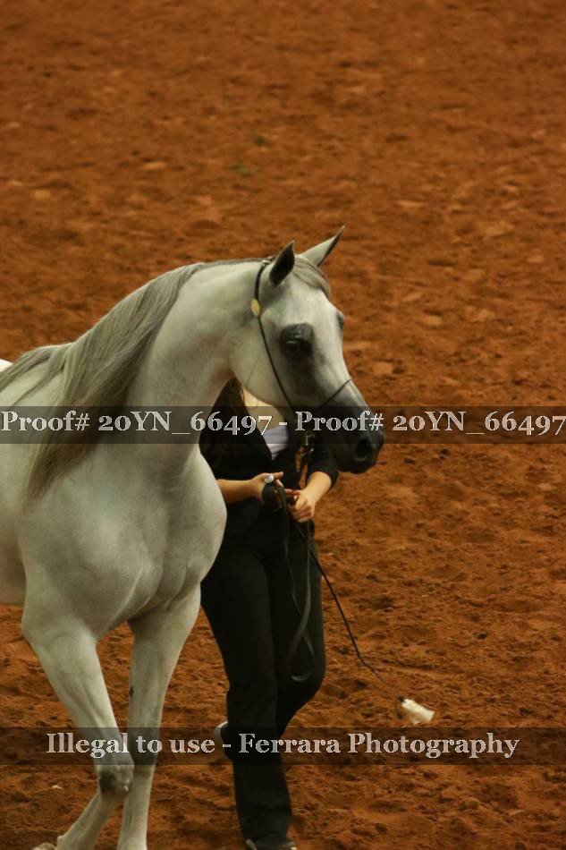 Proof 20YN_66497