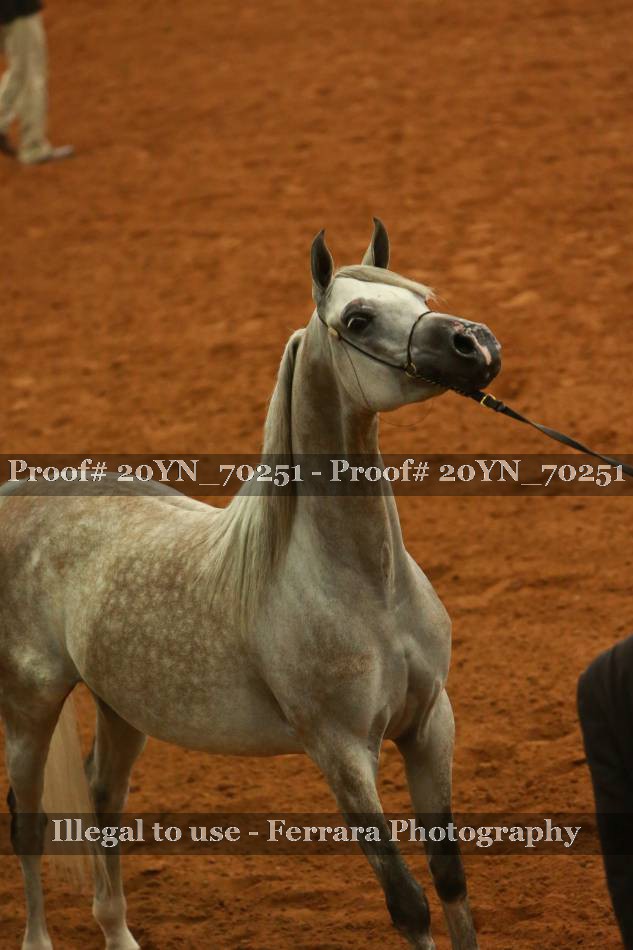 Proof 20YN_70251