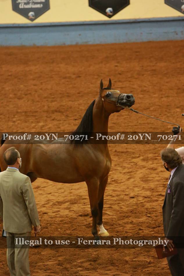 Proof 20YN_70271