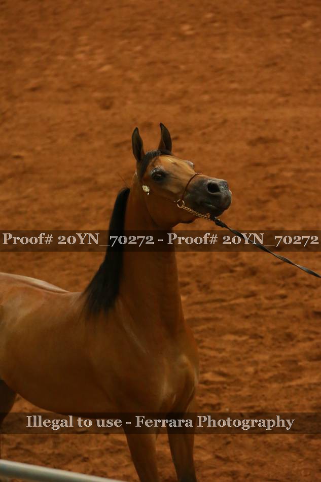 Proof 20YN_70272