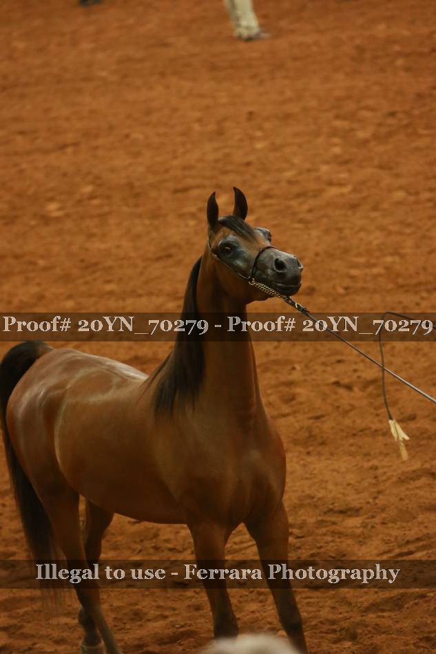 Proof 20YN_70279