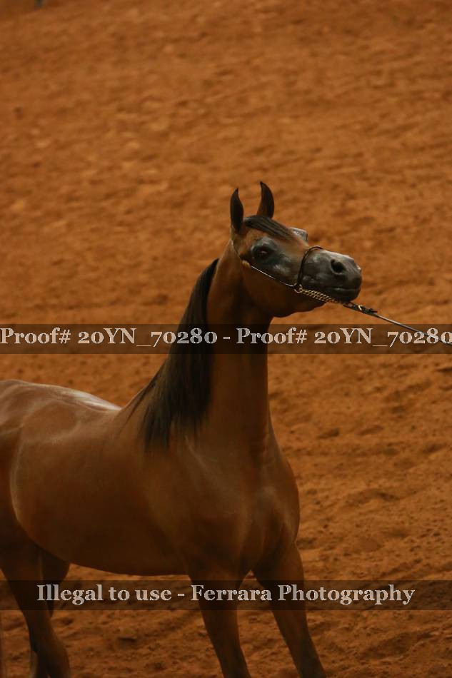 Proof 20YN_70280