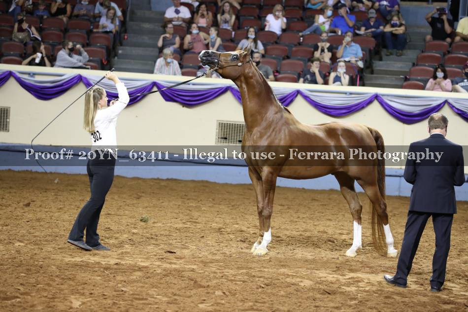 Proof 20YN_63411