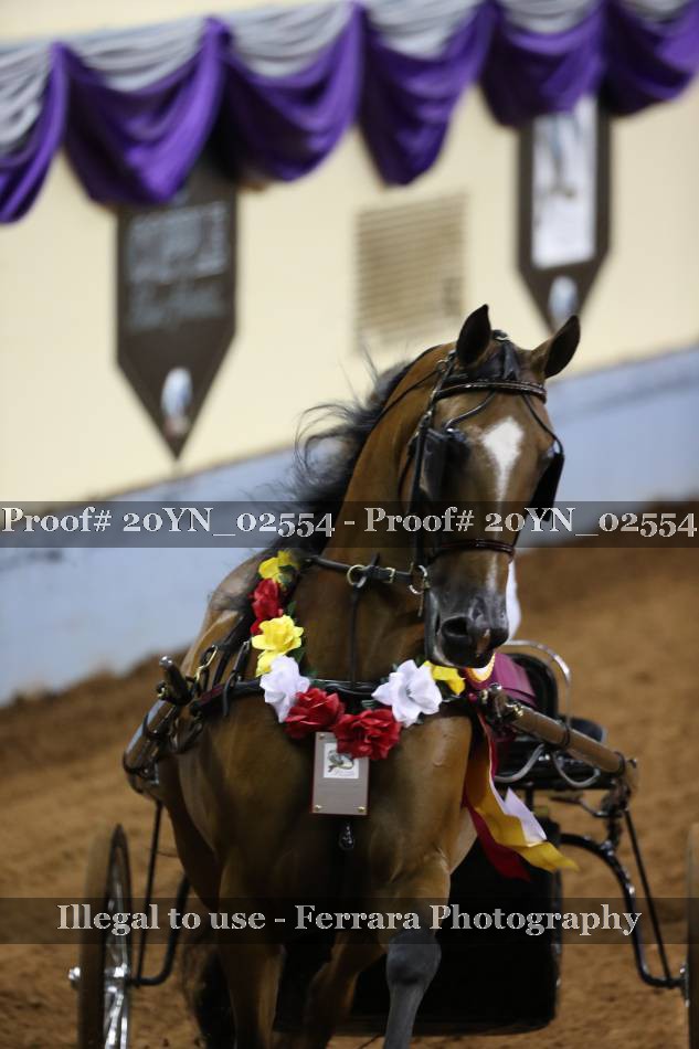 Proof 20YN_02554