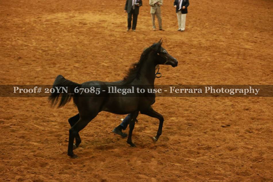 Proof 20YN_67085