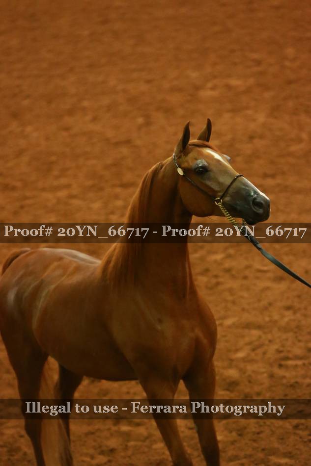 Proof 20YN_66717