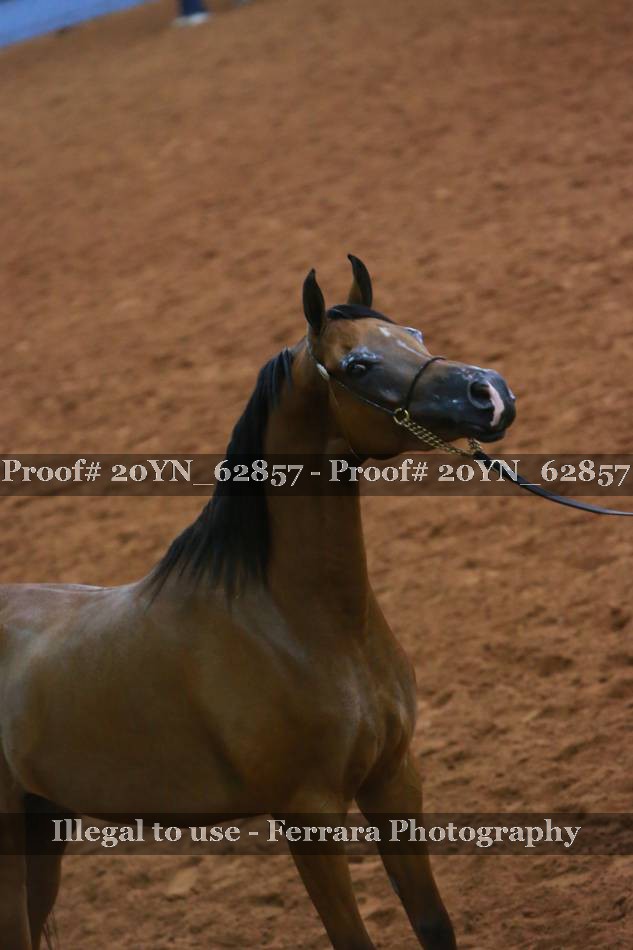Proof 20YN_62857