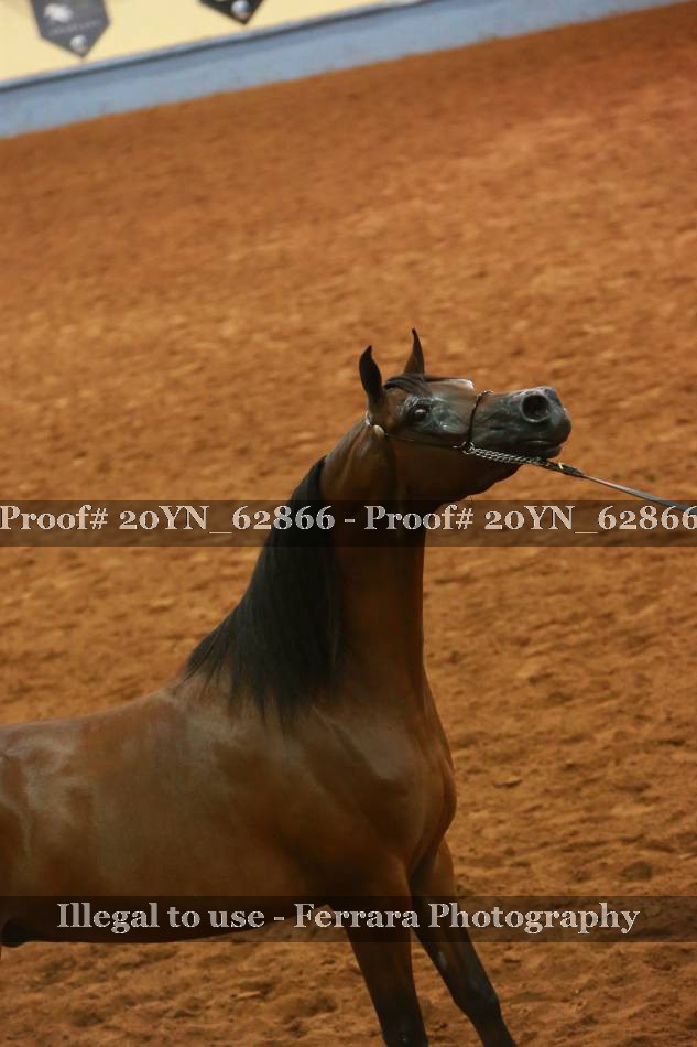 Proof 20YN_62866
