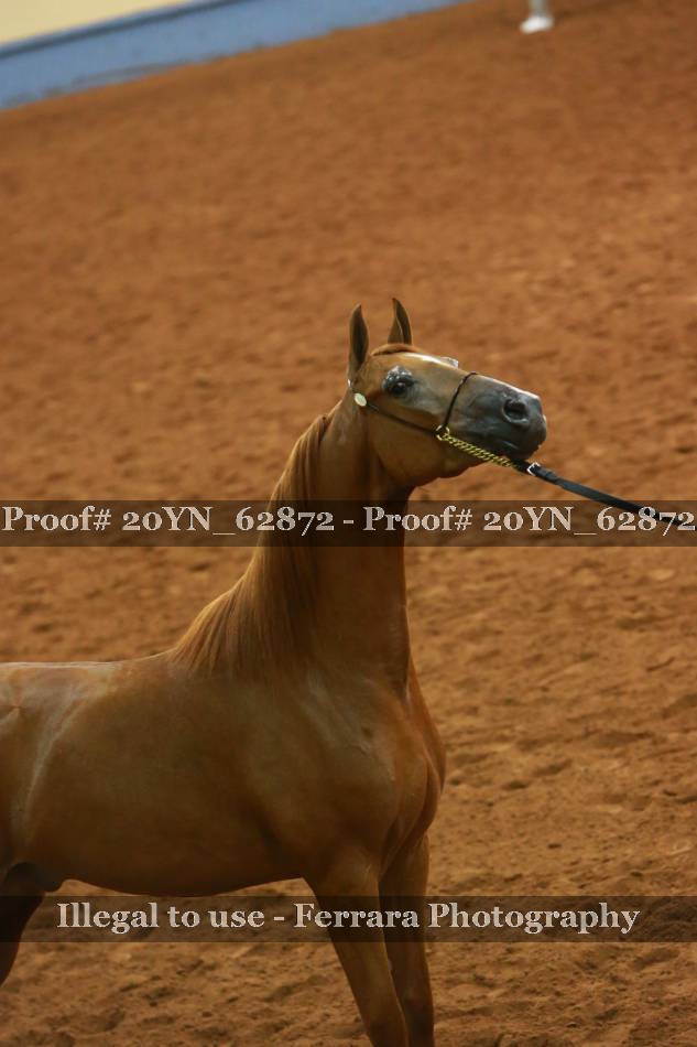 Proof 20YN_62872