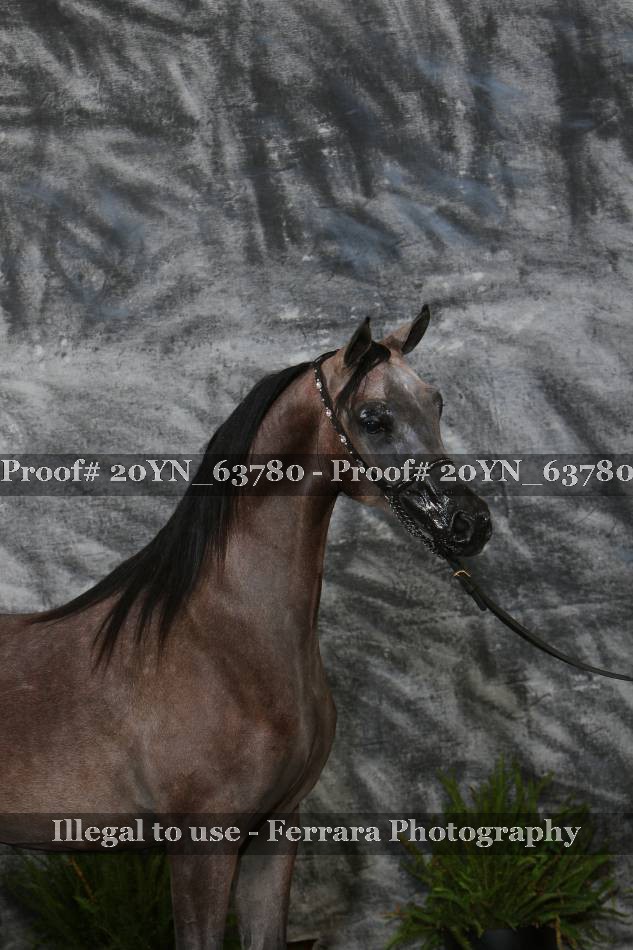 Proof 20YN_63780