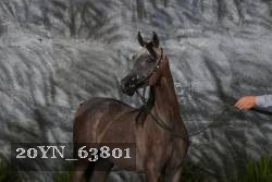 20YN_63801 proof