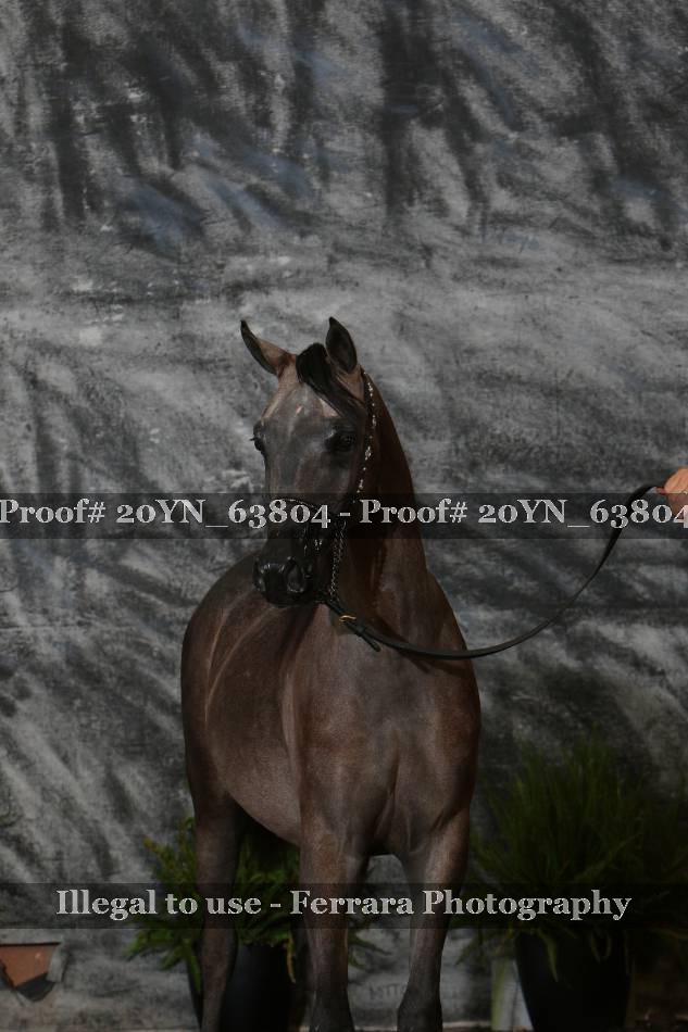 Proof 20YN_63804