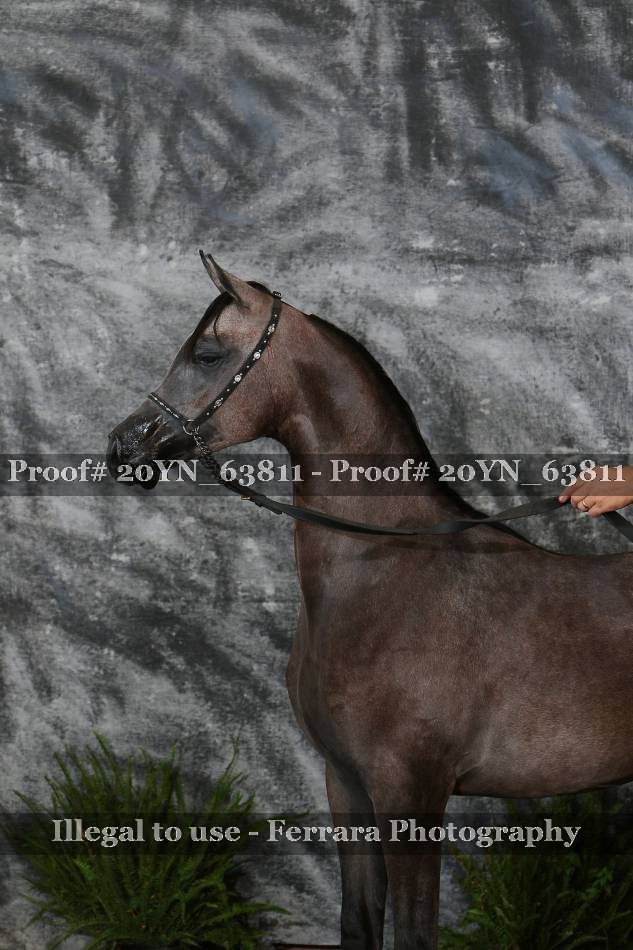 Proof 20YN_63811