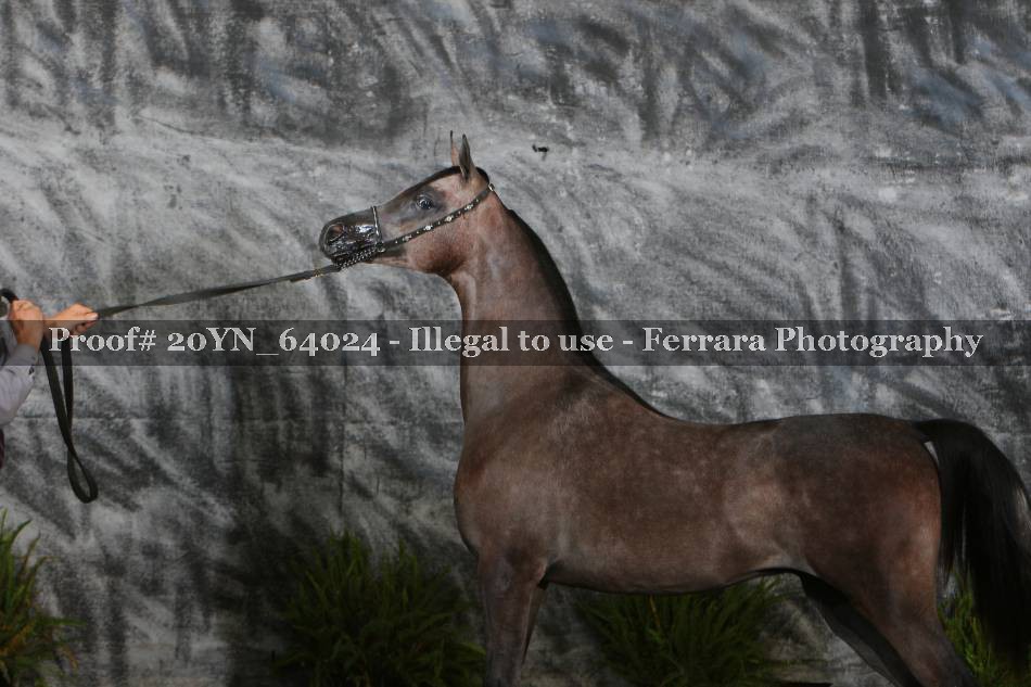 Proof 20YN_64024