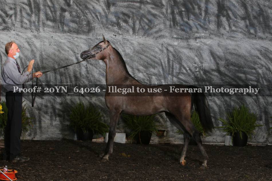 Proof 20YN_64026