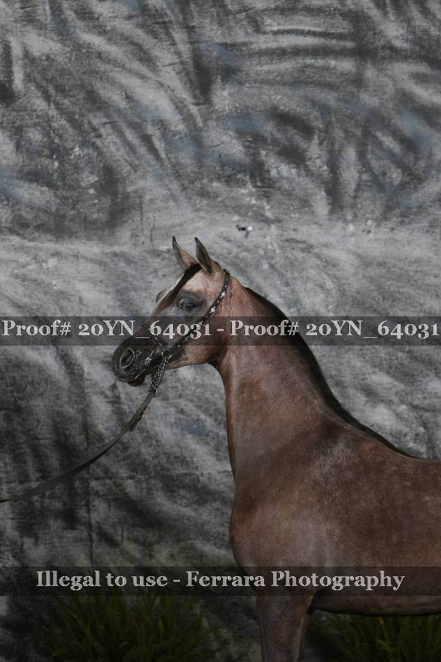 Proof 20YN_64031