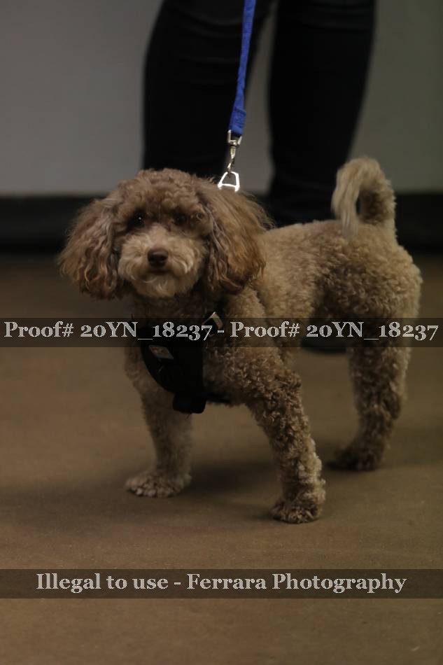 Proof 20YN_18237