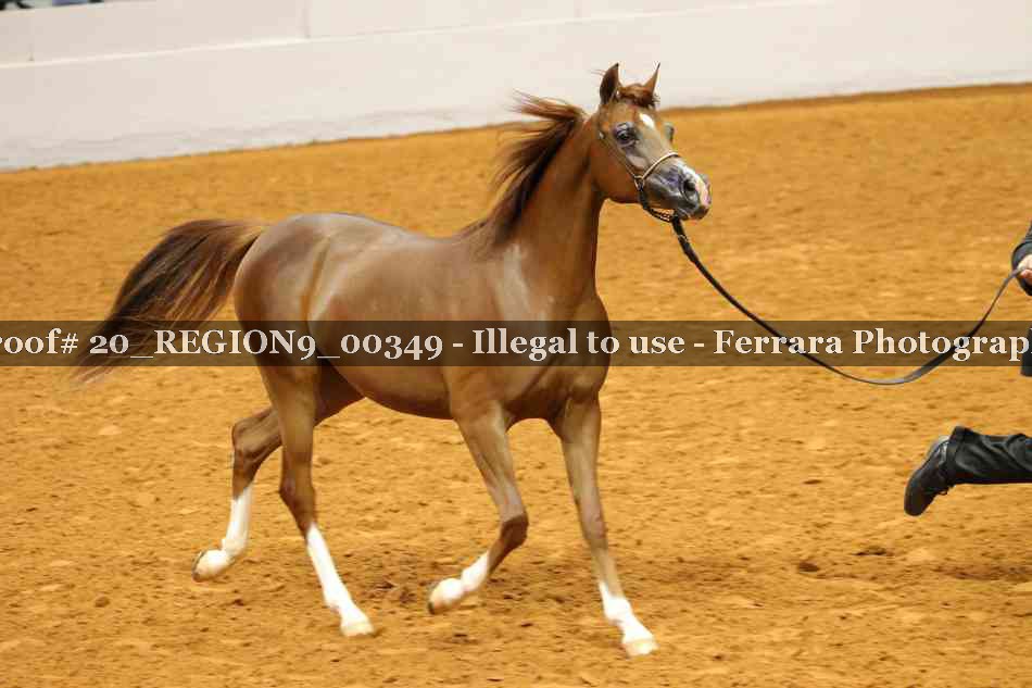 Proof 20_REGION9_00349