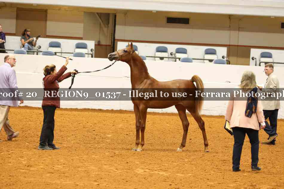 Proof 20_REGION9_01537