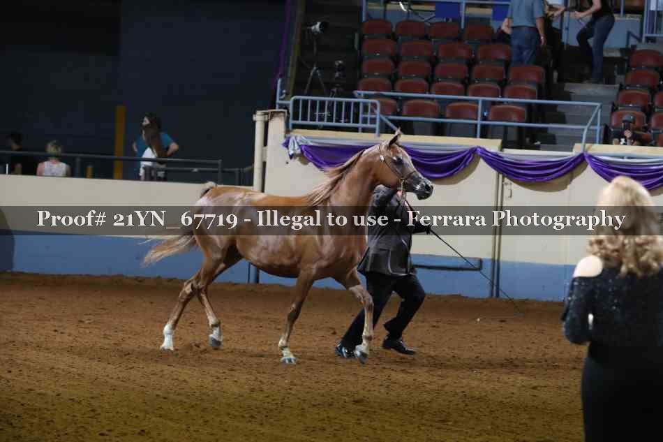 Proof 21YN_67719